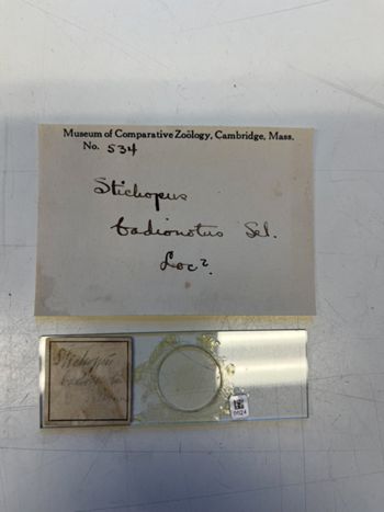 Media type: image;   Invertebrate Zoology HOL-534 Description: Photograph of microscope slide and handwritten label.;  Aspect: slide